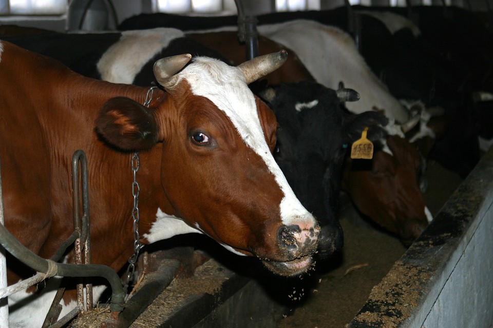 Владельцы ЛПХ не смогут сдать молоко без оформления ветеринарных документов 