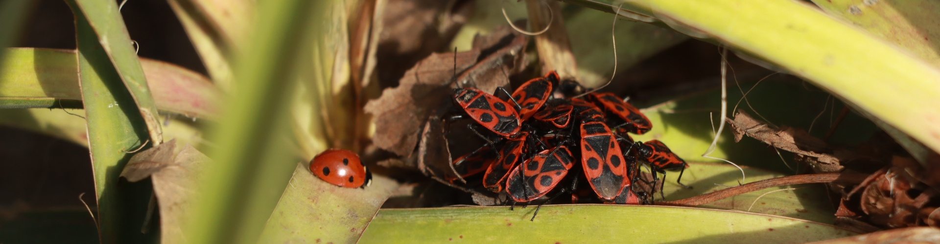 Каневской район