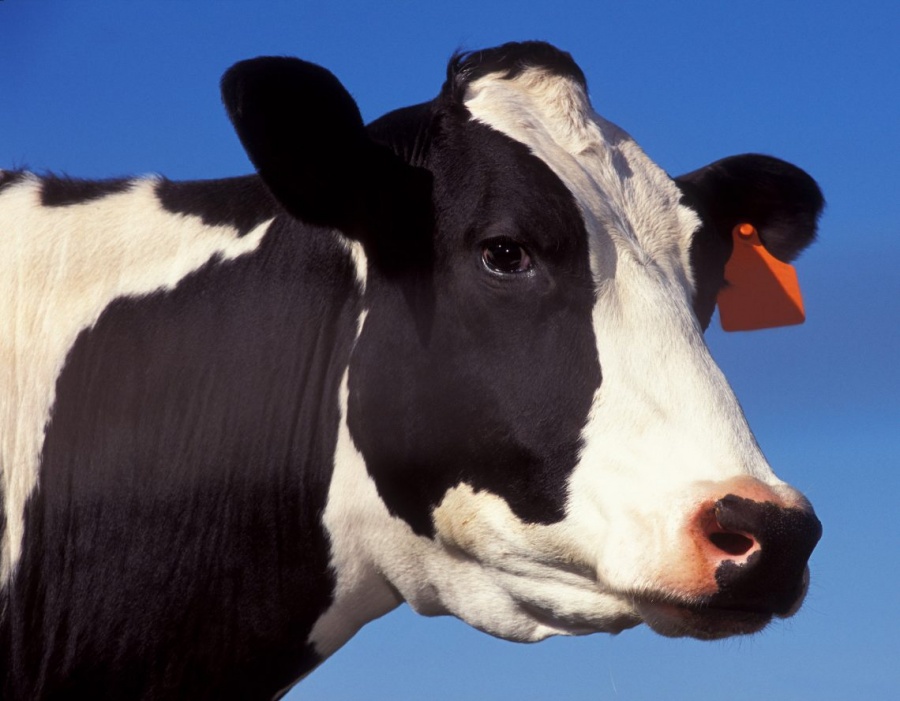 Животноводы Каневского района получают по 333 тонны молока ежедневно