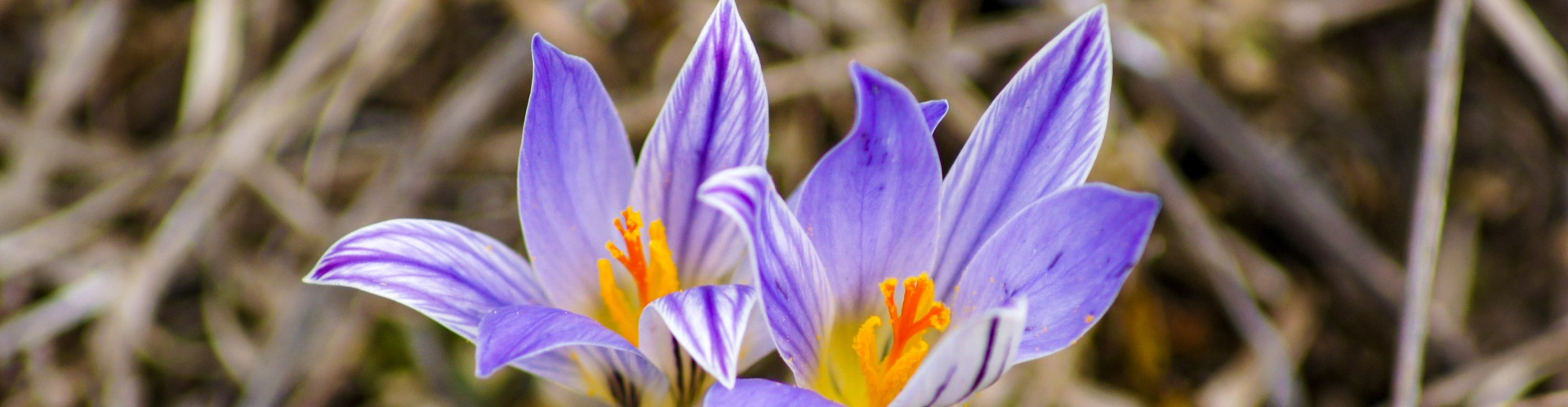 Каневской район