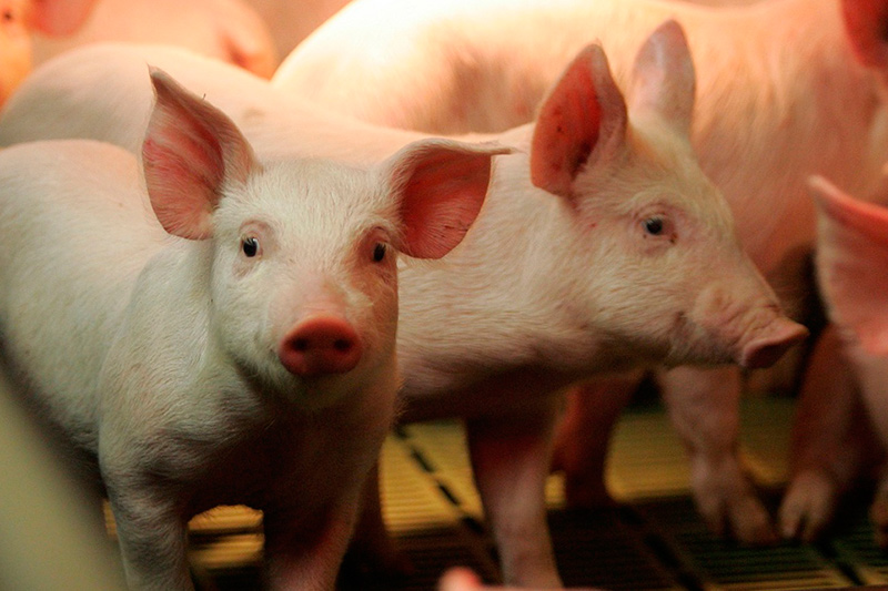 О разрешении содержать свиней в ЛПХ для личных нужд