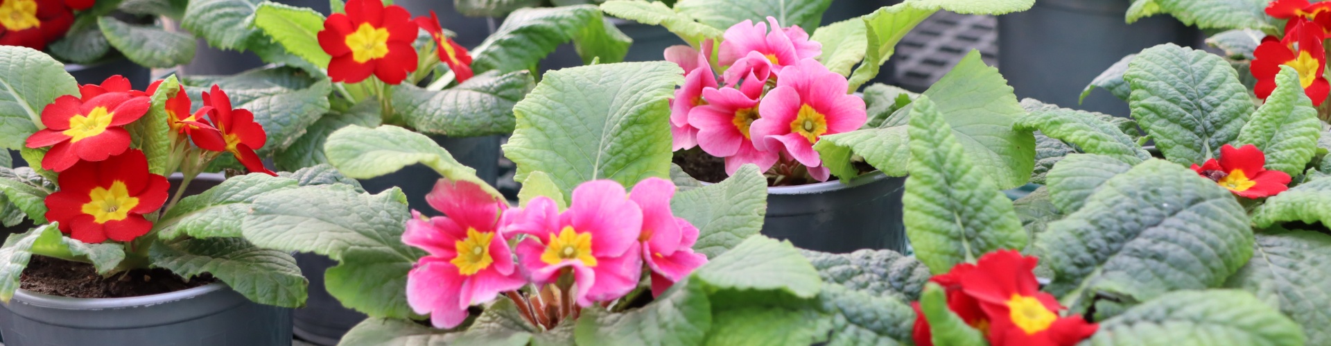 Каневской район