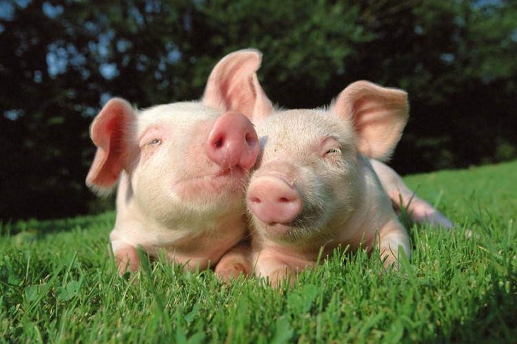Африканская чума свиней – инфекционная септическая болезнь домашних свиней и диких кабанов