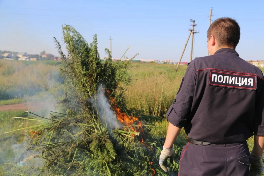 Оперативно-профилактическая операция по уничтожению наркосодержащих растений проводится в Каневском районе