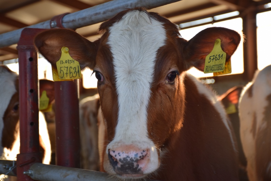 Как уберечь себя от бруцеллёза, рассказывает Роспотребнадзор