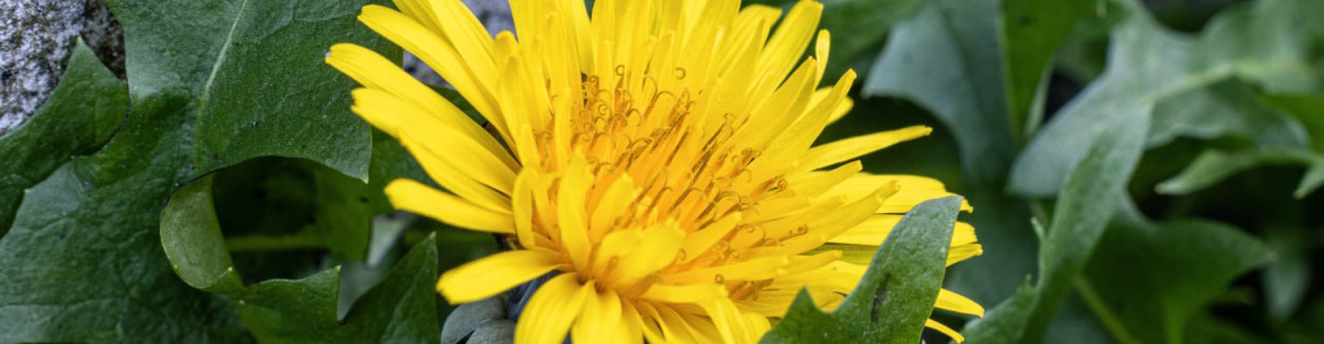 Каневской район