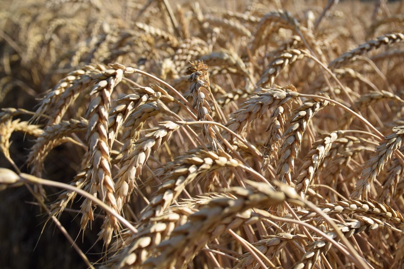 Аграрии Каневского района приступили к уборке озимой пшеницы