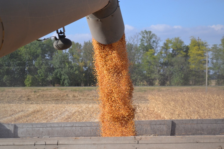 Каневские аграрии убирают кукурузу на зерно