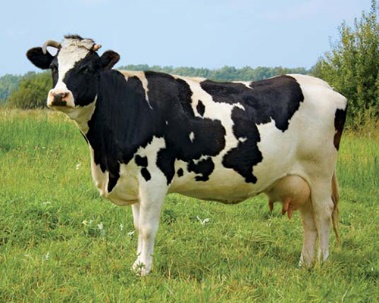 Ветуправление Каневского района информирует о требованиях по профилактике лейкоза крупного рогатого скота
