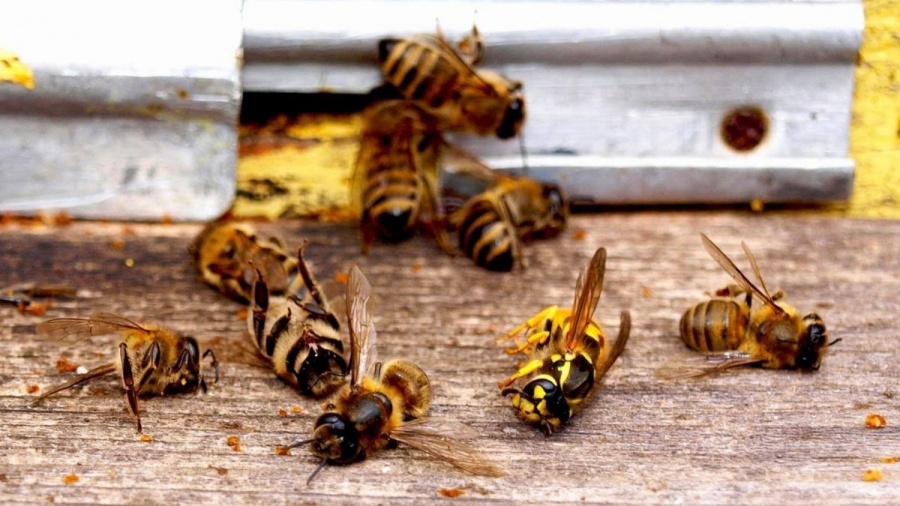 Гибель пчел от пестицидов можно остановить