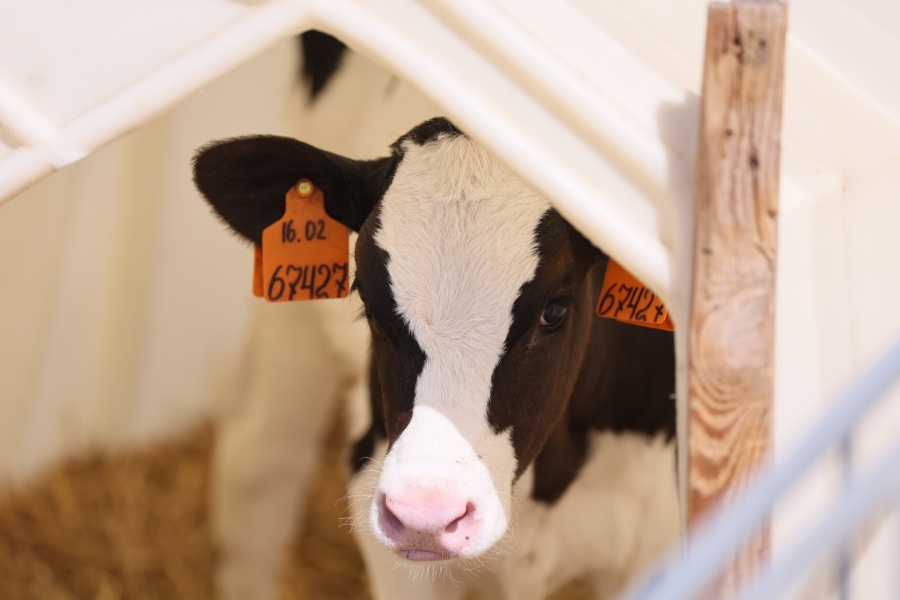 Губернатор посетил молочную ферму в Каневском районе