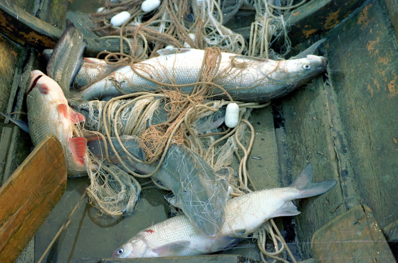 До двух лет лишения свободы грозит каневчанину за незаконный вылов рыбы