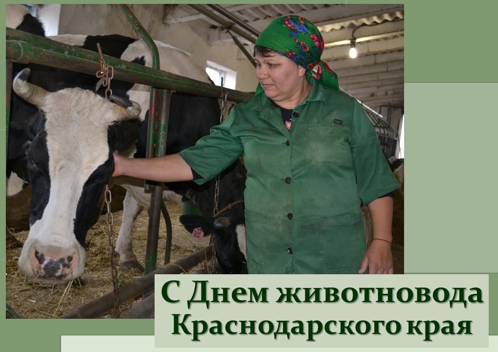 20 февраля – День животновода Краснодарского края