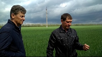 На всходы озимых оказали негативное воздействие погодные условия
