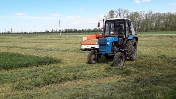 Аграрии Каневского района заготавливают корма и проводят уходные работы на всходах сельхозкультур