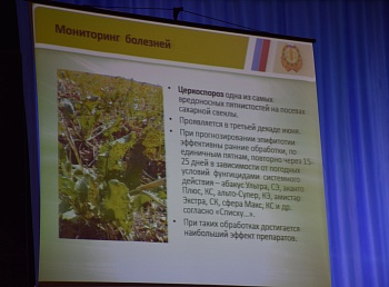 В этом году на Кубани увеличатся площади, засеянные отечественными семенами свеклы 
